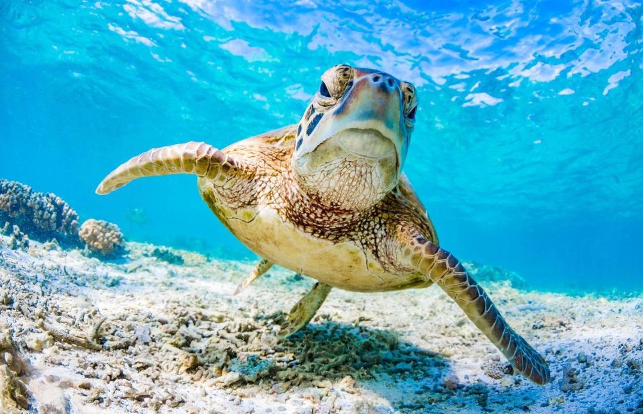 Seaturtle Apartment Clifton Beach Bagian luar foto